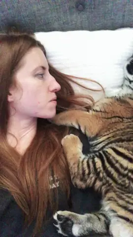 They're just bigger cats.🐯