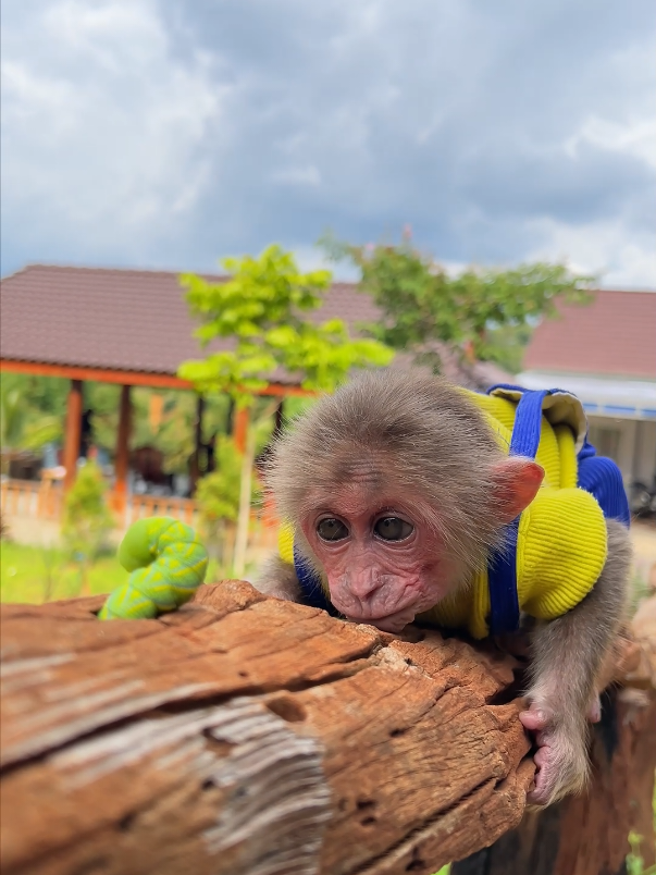 Baby monkey Moon faces a worm traffic jam. #monkey #babymonkey #cutemonkey #smartmonkey #cuteanimal #worm #monkeydluffy #monkeysoftiktok #usa_tiktok 