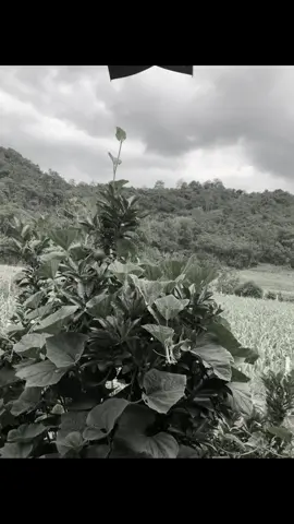 không cap #buontamtrang 