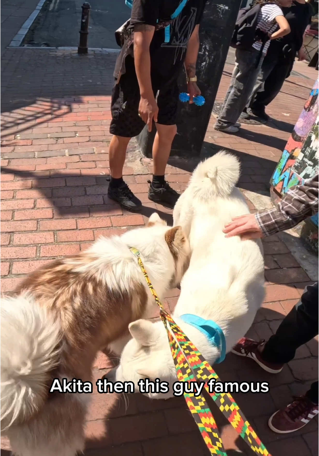 Interactions with my dog!!  #husky #akita #dogs #beach #viral #dogsoftiktok #viola #fyp #foryou 