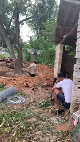 cây gậy live nghìn đô#câycảnh #xuhuongmoi #