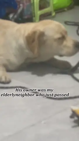 #tiktok #foryou #dog #usa🇺🇸 #dogsoftiktok #sad 
