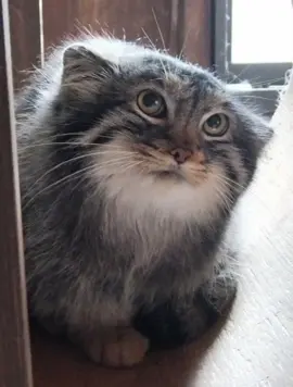 #manul#manulcat#fypシ゚ 