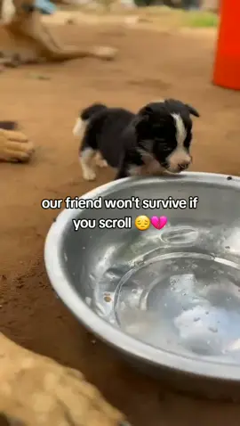this baby is really hungry please stay and help the beautiful innocent baby to get some help  @Camy Vas 2 @abby_the_irish_doodle 