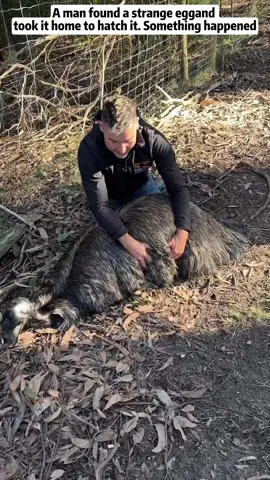 A man found stranger egg #rescue #saved #egg #emu #animal #Love 