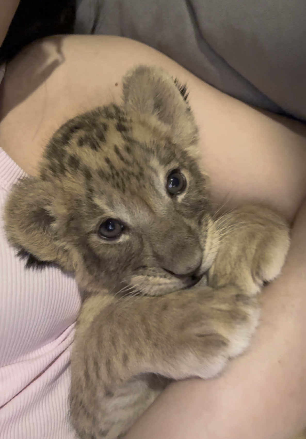 เซลฟี่ของฉัน 🤳ฉันน่ารัก😍 #theglasshouselioncafe #lion #phuket #cute #lionbaby #voyage #lioncafe #cute 