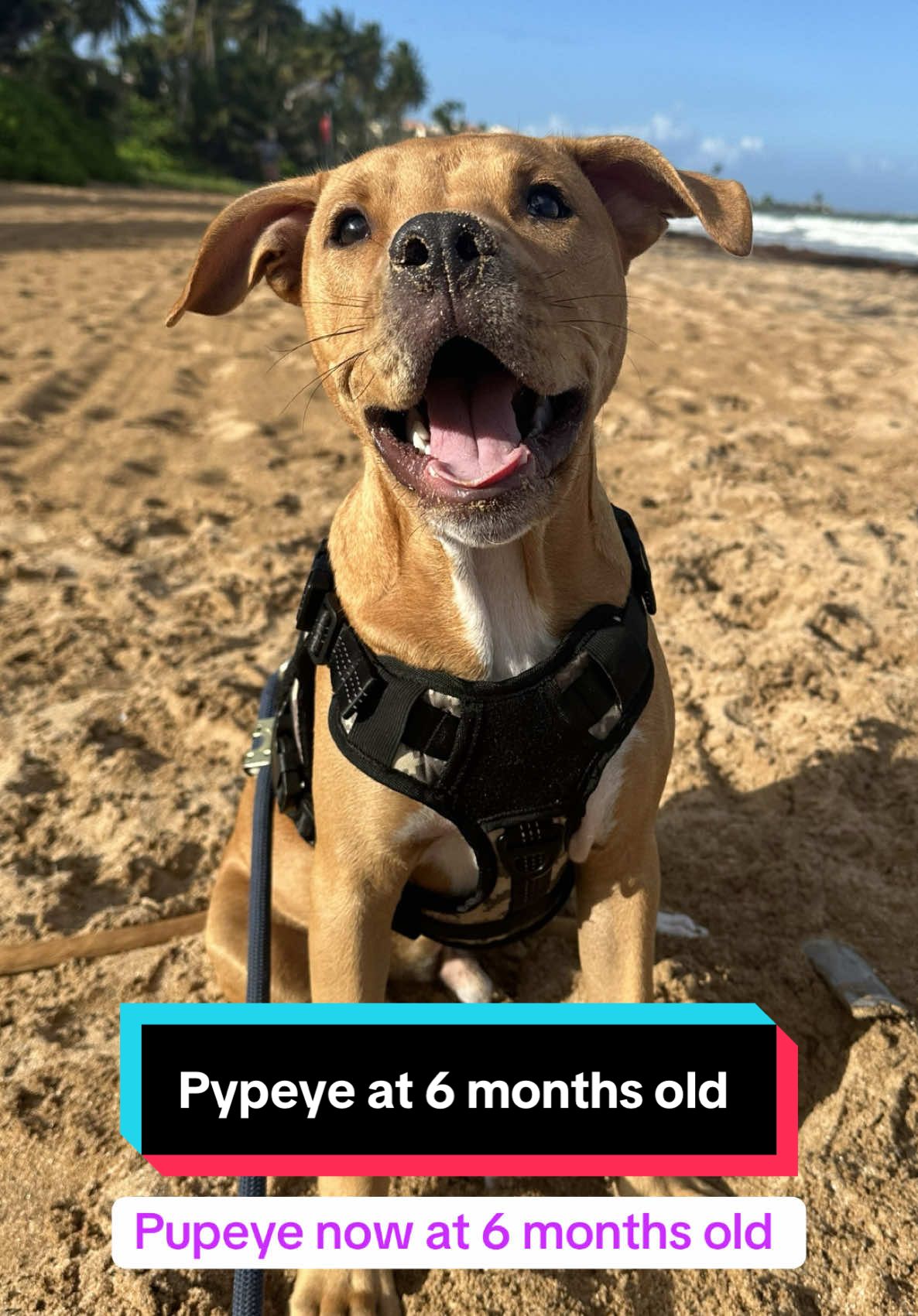 I can’t believe my puppy was this small just 4 months ago 🥹😭😭 He’s huge now!! I’m adding this video as a little reminder of how tiny he used to be 🐾💛 Watching him grow has been the sweetest (and wildest) journey 🐶✨ #PuppyGlowUp #Throwback #TimeFlies #DogMomLife #PuppyLove #pitbull #pitbullsoftiktok #puppy 