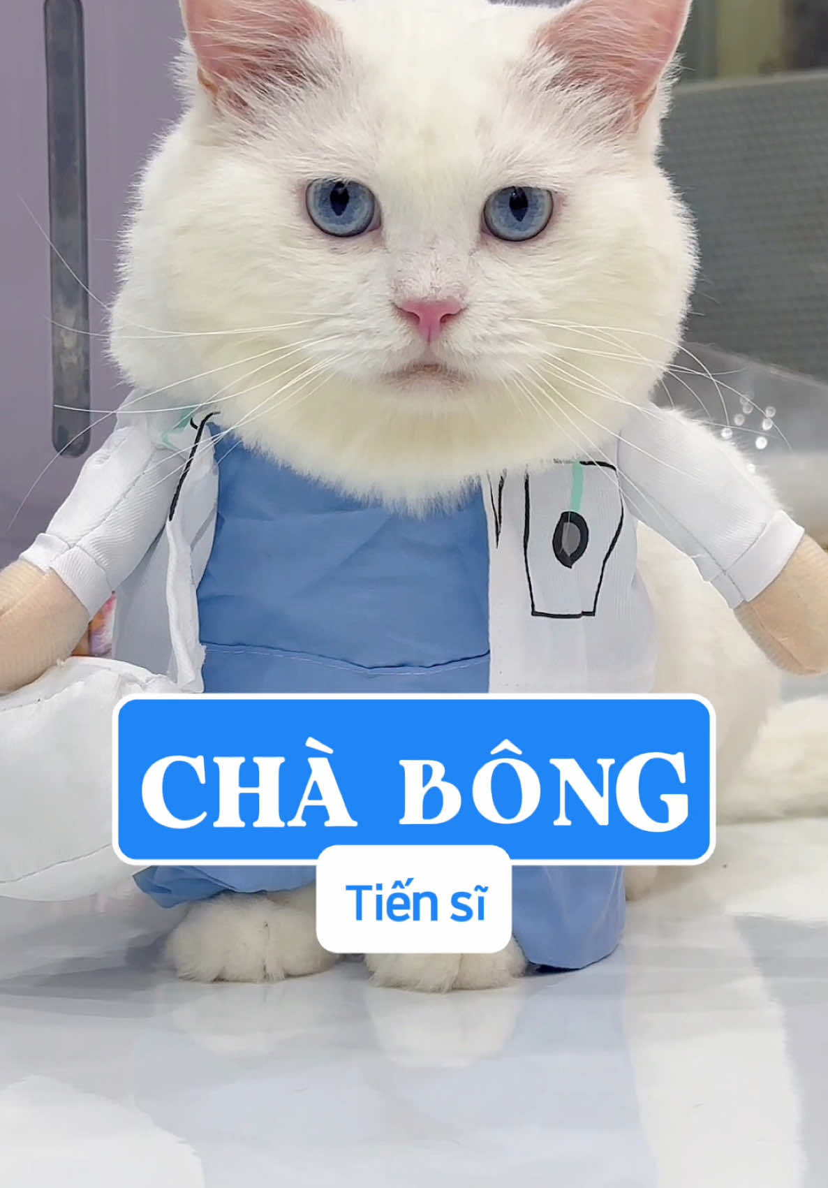 Tiến sĩ Mèo Chà Bông đã tin dùng tẩy giun Drontal #meochabong #Elanco #Drontal #ElancoProtectYourPets #pet 