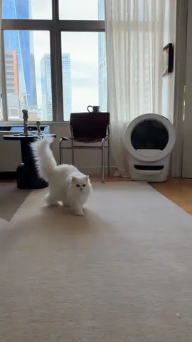 Only the best for Princess Cleo @Litter-Robot #litterrobotpartner #fyp #persiancat 