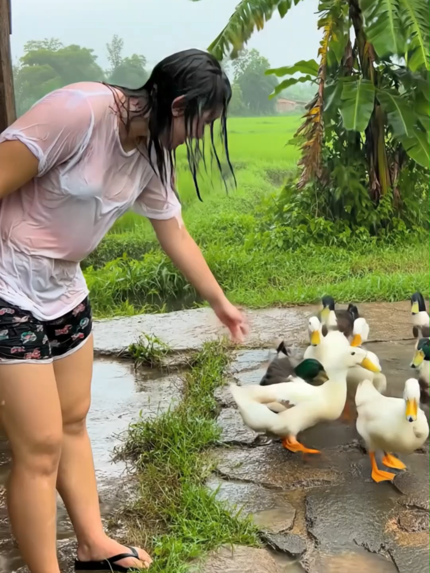 Berteman dengan bebek ##beautiful #rain #hujan