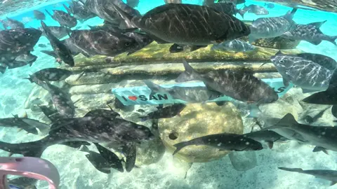#22ABRIL2025 🎥🐠 ¡VIVE UNA EXPERIENCIA ÚNICA EN SAN ANDRÉS ISLAS! 📸🌊 ¿Te imaginas posar bajo el agua rodeado de peces de colores y llevarte un recuerdo inolvidable? 🌈🐟 ¡Ven y descubre nuestro servicio audiovisual exclusivo en el Acuario Natural de San Andrés Islas! 💙 ¿Qué incluye la sesión?  📸 10 fotografías digitales  🎬 3 videos, incluyendo un increíble video aéreo con grúa estilo 