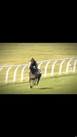 ماشاءالله تبارك الرحمن ❤️ الحصان بيجدد سرعته 😅 #خيل_وخياله🐎 #خيل_عربي_اصيل #الخيل_من_خيالها #fyp 