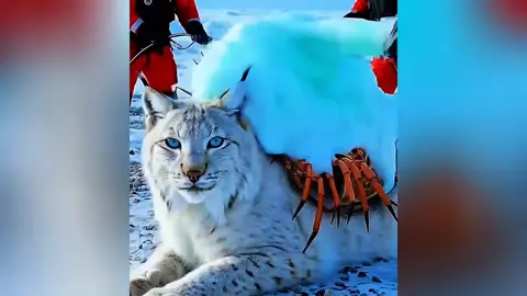 A Lynx in Trouble_ But Who Comes to the Rescue_ _#animalrescue  _#polarrescue _#lynx 