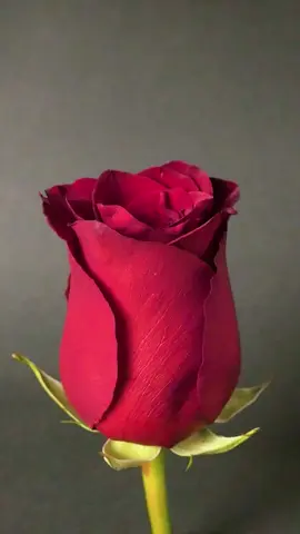 Vous ne croirez pas 🤯 ce qui se passe lorsque nous encapsulons cette rose dans de la résine ! 🎁✨