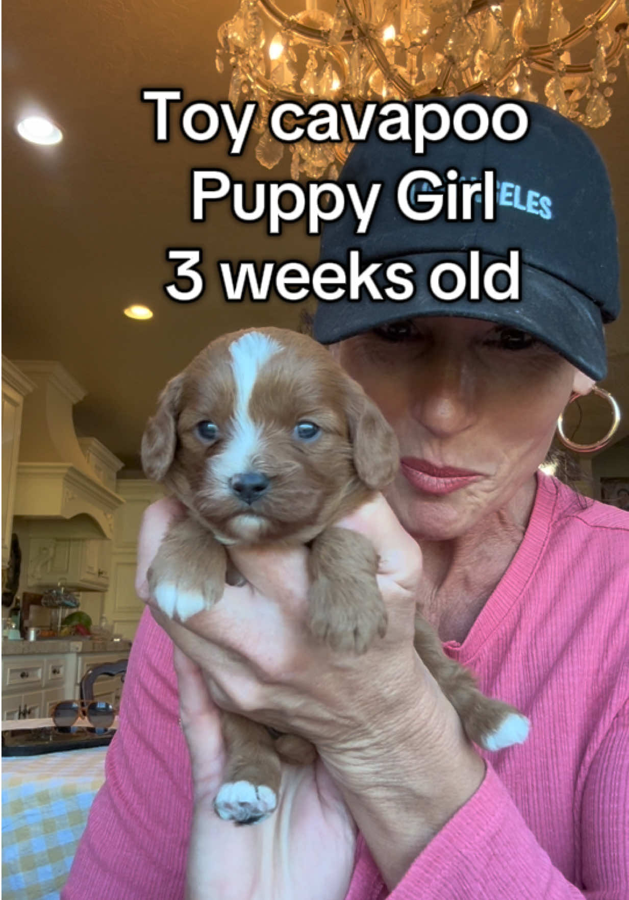 #cavapoo #cavapoopuppy #fyp #cavapoopuppies #toycavapoo #minicavapoo #cavapoodle #toydoodle #smallcavapoo #cavapooworld #cavapoos #redcavapoo #toypoodle #cavalier #puppy #familydog #companiondog 