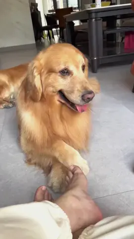 Try not to laugh 😂😂😂 #animals #funny #pet #dog #funnyanimals #funnyvideos #haha #dogsoftiktok #cat #funnypets #PetsOfTikTok 