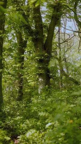 Green forest 💚 #Forest #tree #mood #vibes #Hiking #fantasy #cinematic #light 