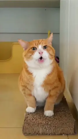 #catsoftiktok#catlover #kucinglucu#kucingimut #kucingku#foryou#fyp #tiktok#viral#kucinggemoy #tiktokindonesia#