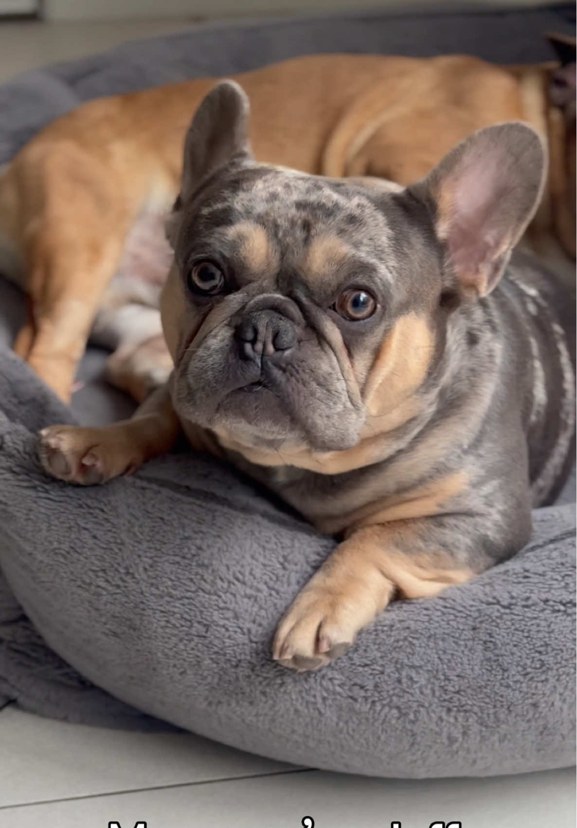 Every two dog household🤣🤣🤣 #creatorsearchinsights #comedy #funny #funnydogs 