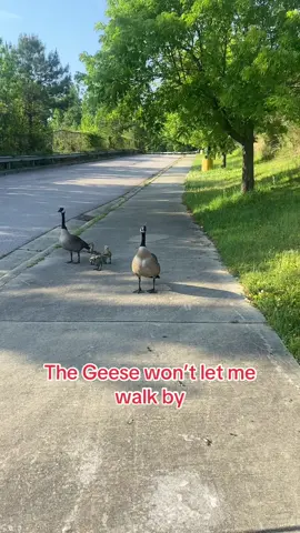 Geese have attitudes #comedy #nature #geese #foryoupage #fyp #fypppppppppppppp #fyppppppppppppppppppppppp 