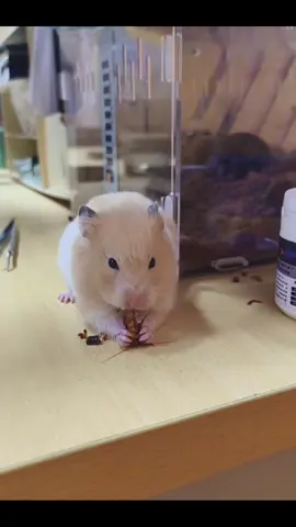 Help!!!!why is it eating cockroaches?I’m scared to death!!!#tiktok #cockroaches #hamster #funn #cute 