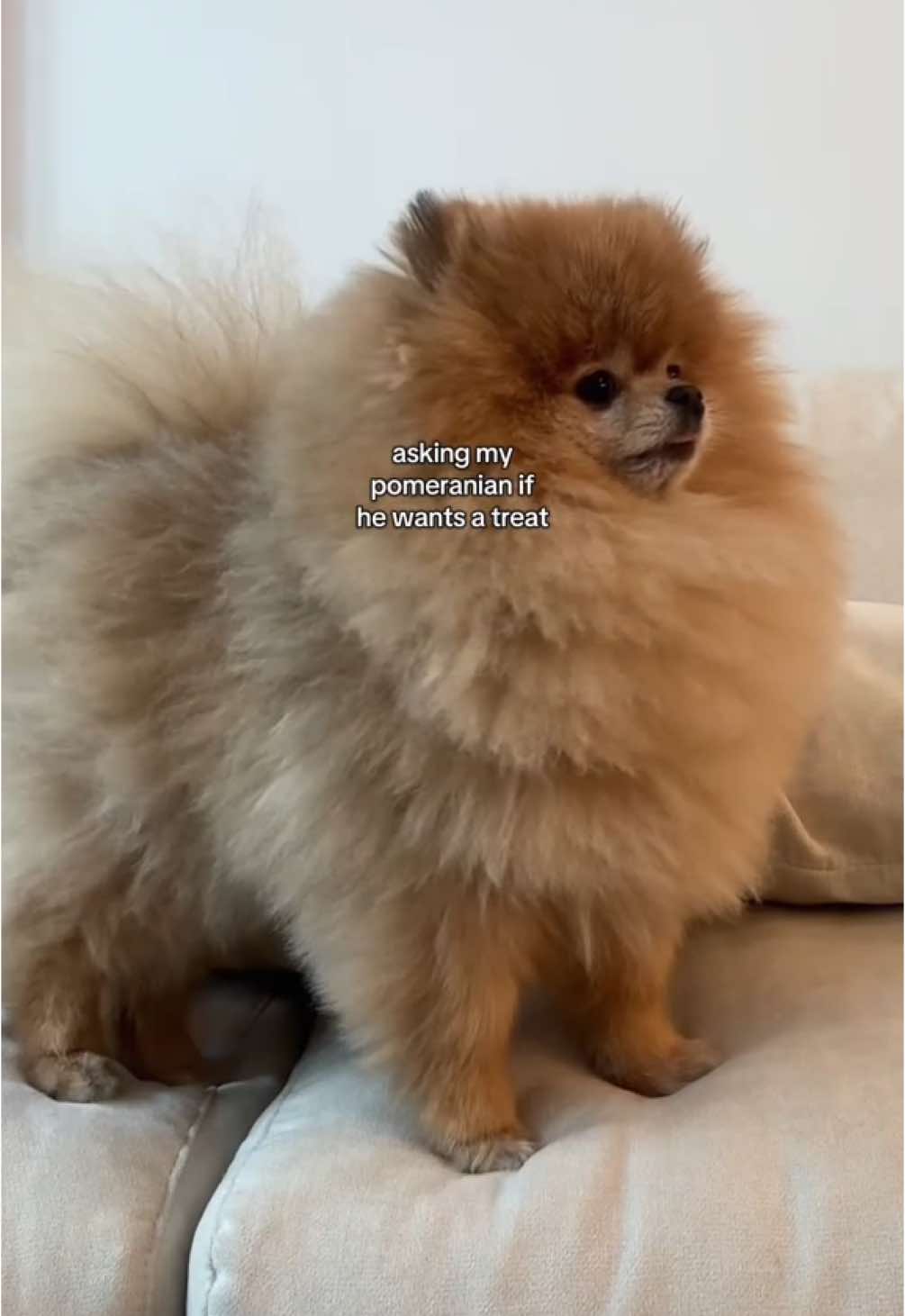 the magic word ✨ #dog #pomeranian #dogsoftiktok #cutedog #cuteanimals #cute #funnydog #funnyvideo #funnyanimals #fyp #keanu #PetsOfTikTok 