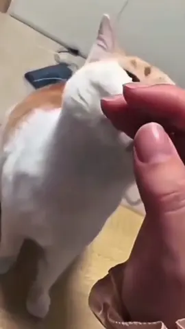 Rancid😂 #funny #cat #funnycatvideo #fingerincatsmouth #fyp 