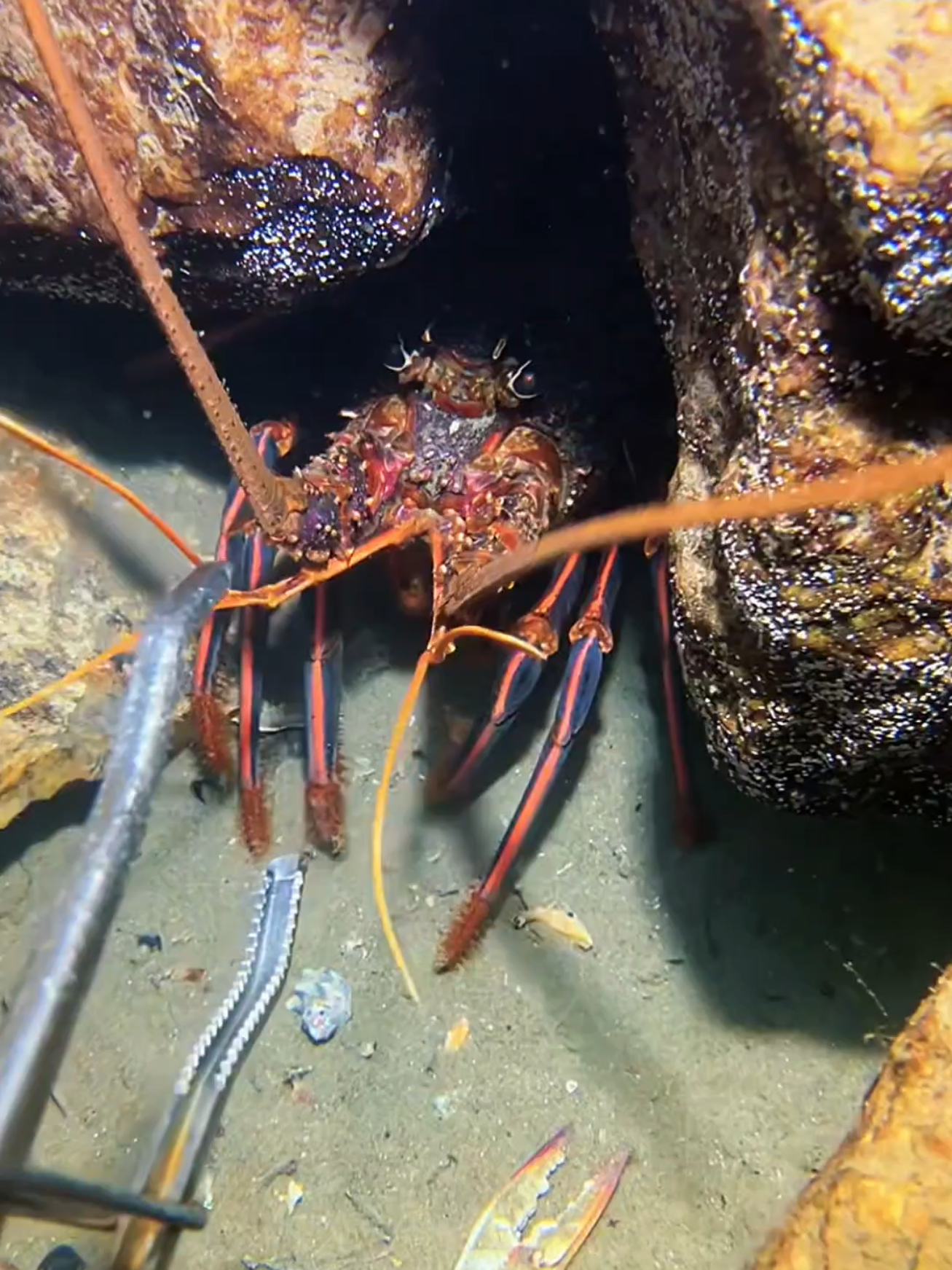 #diving #crab #catchthesea #seaside #seafood #fish #eel #lobster #seangsolofishing 