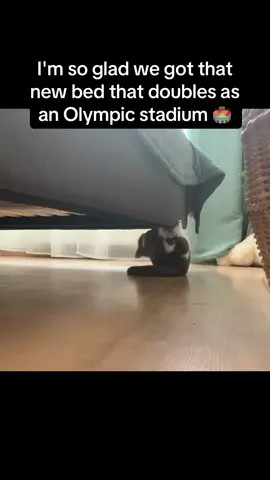 Maximum zoomies mode activated ✅😂 #Pubity #RoadTo18M  (Iveta Sērmūkša via ViralHog)
