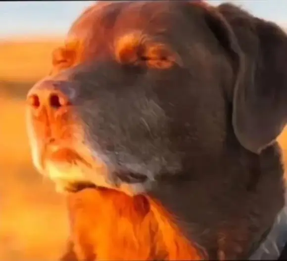 #letmeknow #meme #dog