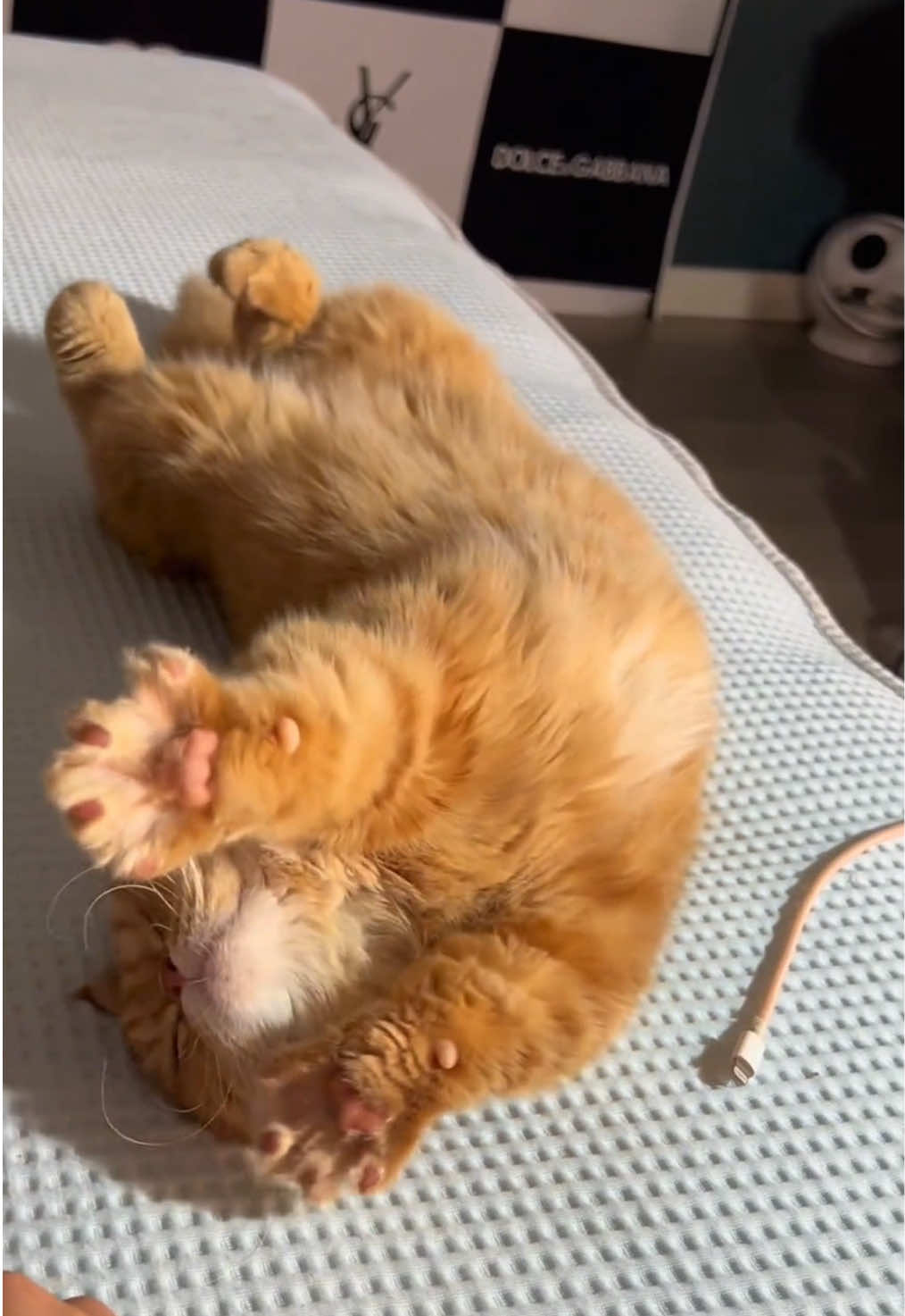 #cat #cute #catlife #cathairstyle #fyp #catlover #cattok #petlover #pet 