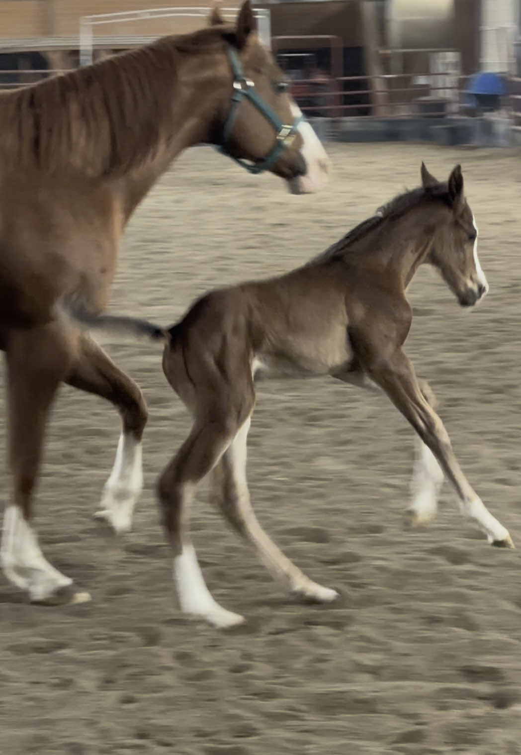 Letting Venice out for a run #fyp #viral #horsesontiktok #farmlifeisthebestlife #foal #foalsoftiktok #foalingseason 