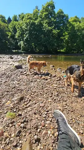 #summertime #stillhere #enjoyinglife #goldenretriever #stunningviews #germanshephard #labrador #dealingwithemotions #river #tryingtoforget #cantbuythis #dayslikethis #happydogs 