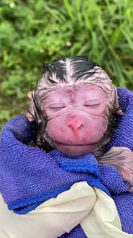 . . . . .............#monkey #videomonkey #viral #reels #reelsfb #instagood #monkey #trendingreels #Love #reel #fy 