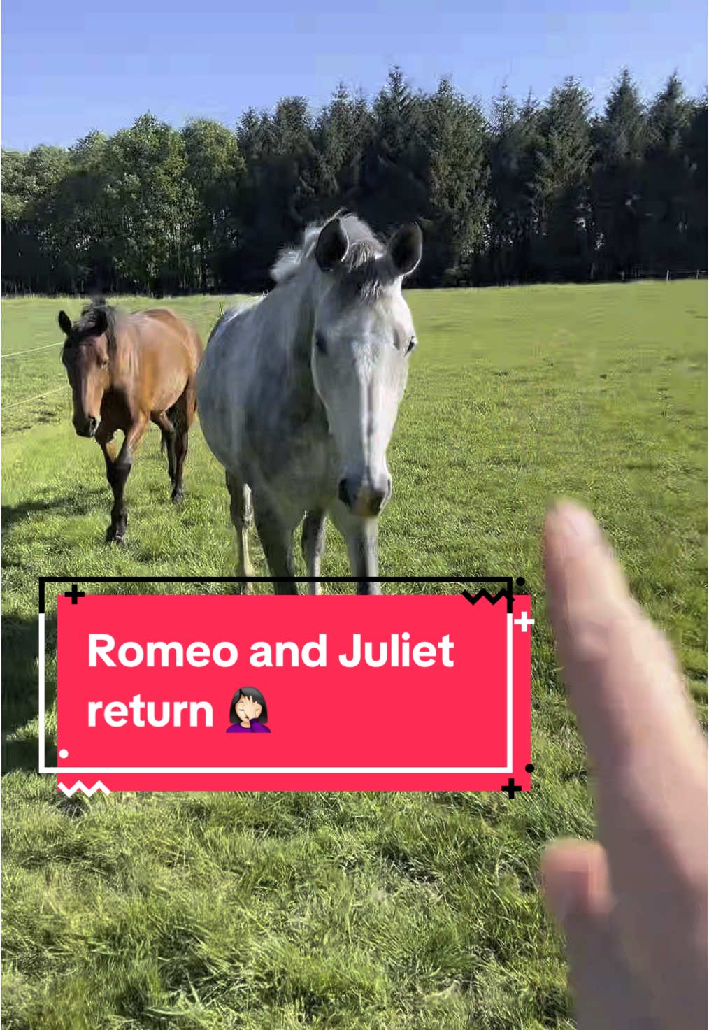 the way this man has NO SHAME.  #equestrian #horsetok #horseriding #equine #horses #horse #horsegirl #horsesoftiktok #equestrianvibes #equestriantiktok #fyp #foryou #abcxyz 