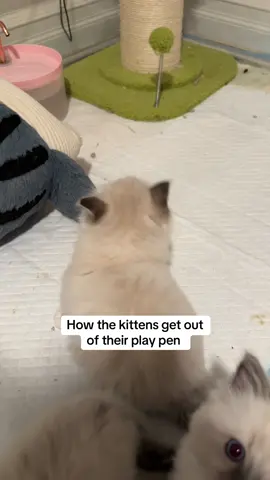 Kittens have officially out grown their play pen 