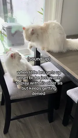 she’s all about that personal space #catsoftiktok #fyp #cat #trending #cattok 