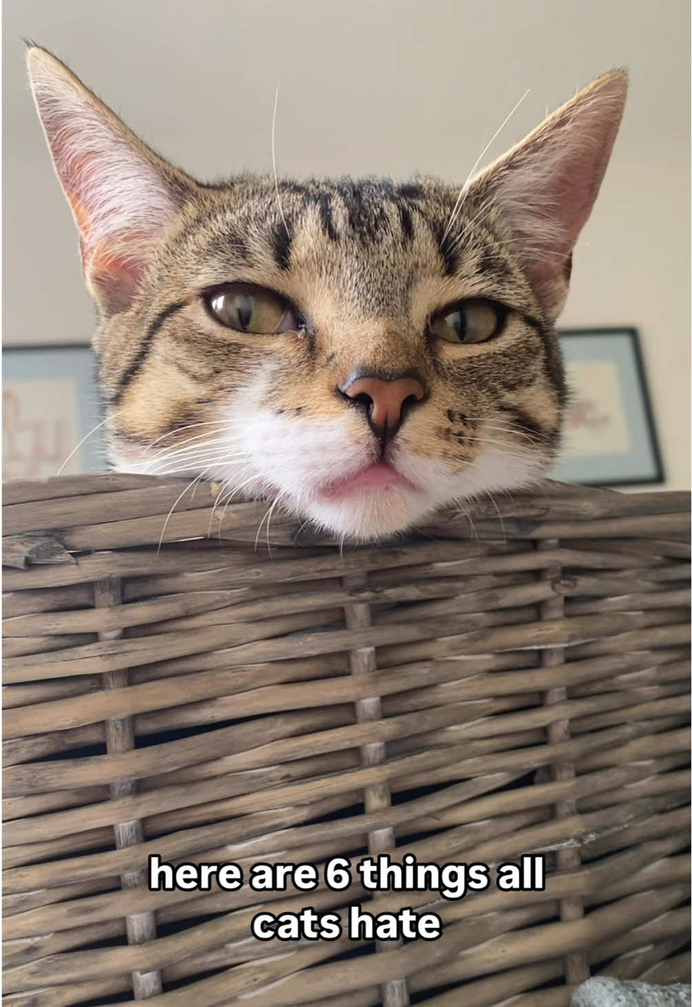 Keeping us on our toes 😹  #catlife #catowner #petowner #pets #funnycat #tabby #fyp 