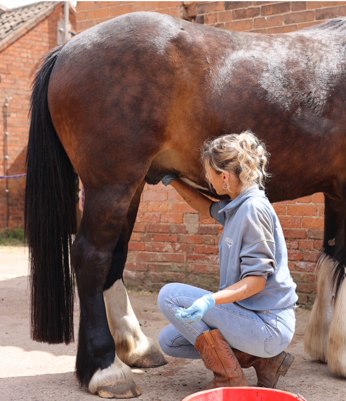 Sheath cleaning might not be the most glamorous part of horse care, but it’s definitely so important 🐴  Regular cleaning helps prevent infections, discomfort, and buildup and overall improves their overall comfort, performance and wellbeing 🐎  Murphy was so good for his 6 monthly sheath clean and the perfect model 🧼🫘✅  Incredible 🎥 @capturedbyloz @𝐋𝐨𝐳 𝐁𝐫𝐨𝐰𝐧🤠 so grateful 🙏🏼💕  #equinesheathcleaning #horsecaretips #equineindustry #sheathclean #horsehygiene #equestrian #horselover #fyp 