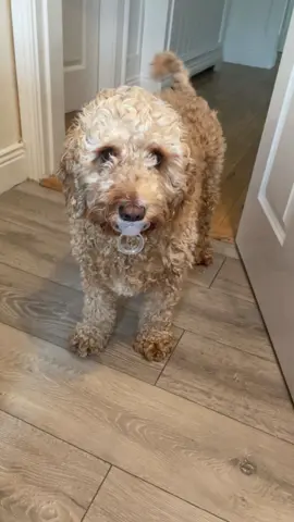 The King Buddy#Cockapoo#Love
