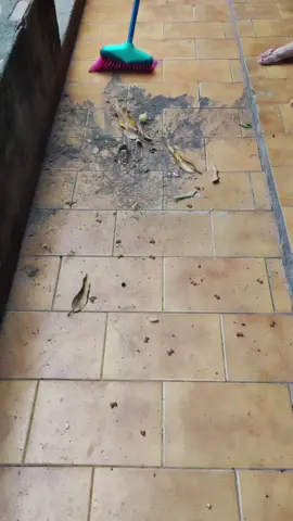 muita sujeira😟 #asmrcleaning #limpezasatisfatoria #limpezasatisfatória #asmrlimpeza #rotinadiaria #donadecasa 