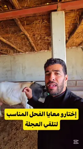 الفحل الي ختاروه المتابعين نخرجو لتلقيح الضروبة