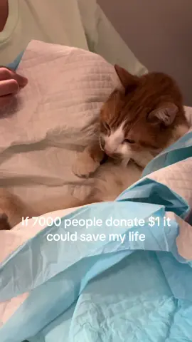 On May 16 Diego went back to the ER because he wasn’t pooping for over a week. They did x-rays on him and found out he was super backed up. He had to get treatment to get all the poop out. Please interact with this video or donate link is in my bio #megacolon #fyp #cerebellumhypoplasia #gofundme #willywonky #ysera #vetbills #wobblycat #catsoftiktok #orangetabby #king ##bunna##kittycatsoftiktok##foryou