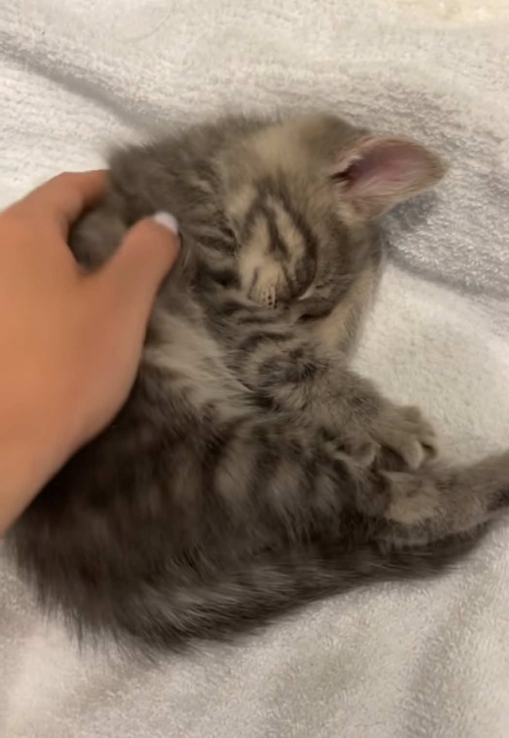 EEPY #eepy #eepycat #catcontent #kitten #catsoftiktok #adorable #catvideo #kittensoftiktok #sleepy #baby #cutekitten #sully 