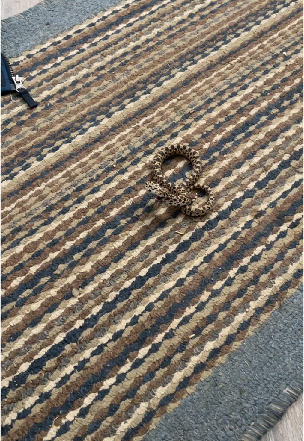 Nope rope in my house 😳😫😭 just a bull snake 🐍 but I’m not ok 🫣 #montana #foryoupage #catsoftiktok #snake #noperope #cat 