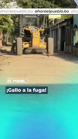 😂🐓 Este gallo que huye de las ruedas de un tractor ha generado todo tipo de reacciones en las redes sociales. ¡Mira cómo se escapa!. #ahoraelpueblo🗞 #viralllllll #tropiezo #viraltiktokvideo #animalestiktok #gallo #escape #gallina