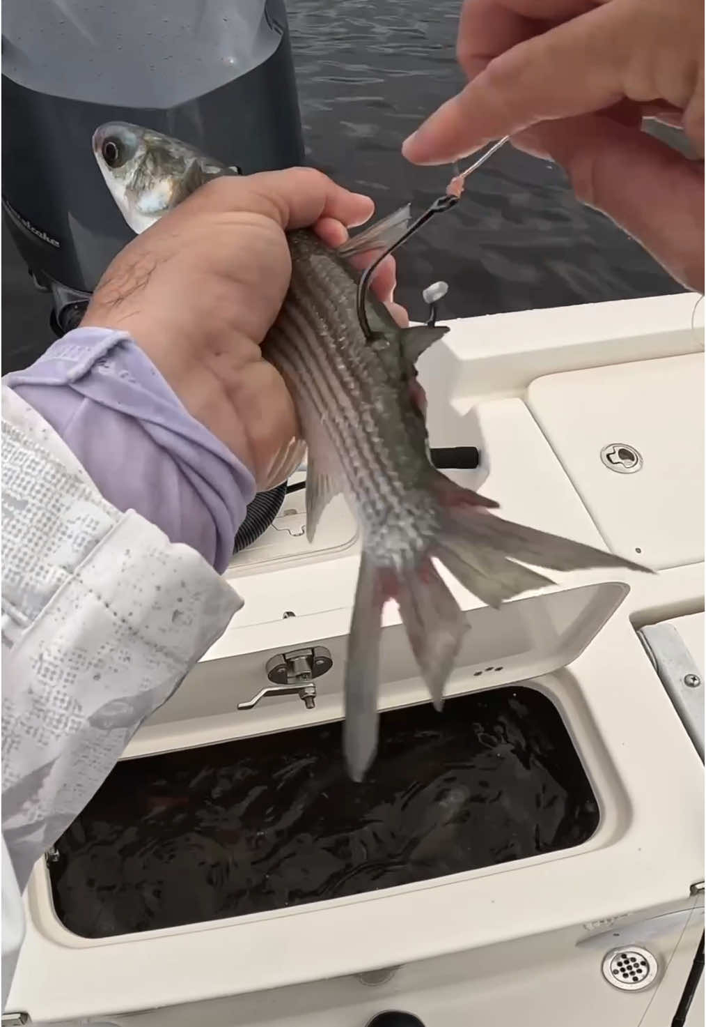 Fishing Live Mullet For Big Snook! #fishing #live #bait #mullet #fish 