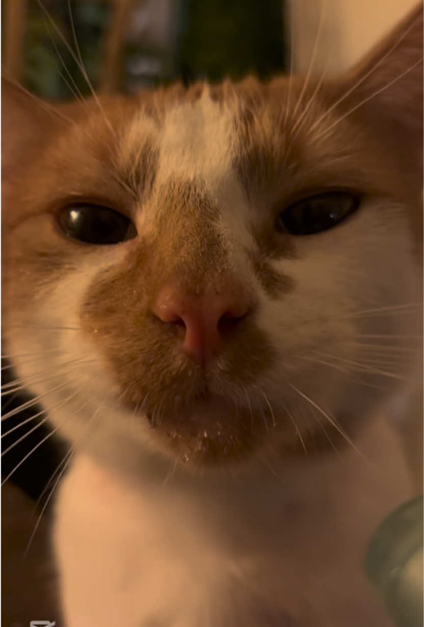 Watering Ricky ♥️                           #orangecatsoftiktok #catasmr #catplant #watersounds #fyp #CapCut 