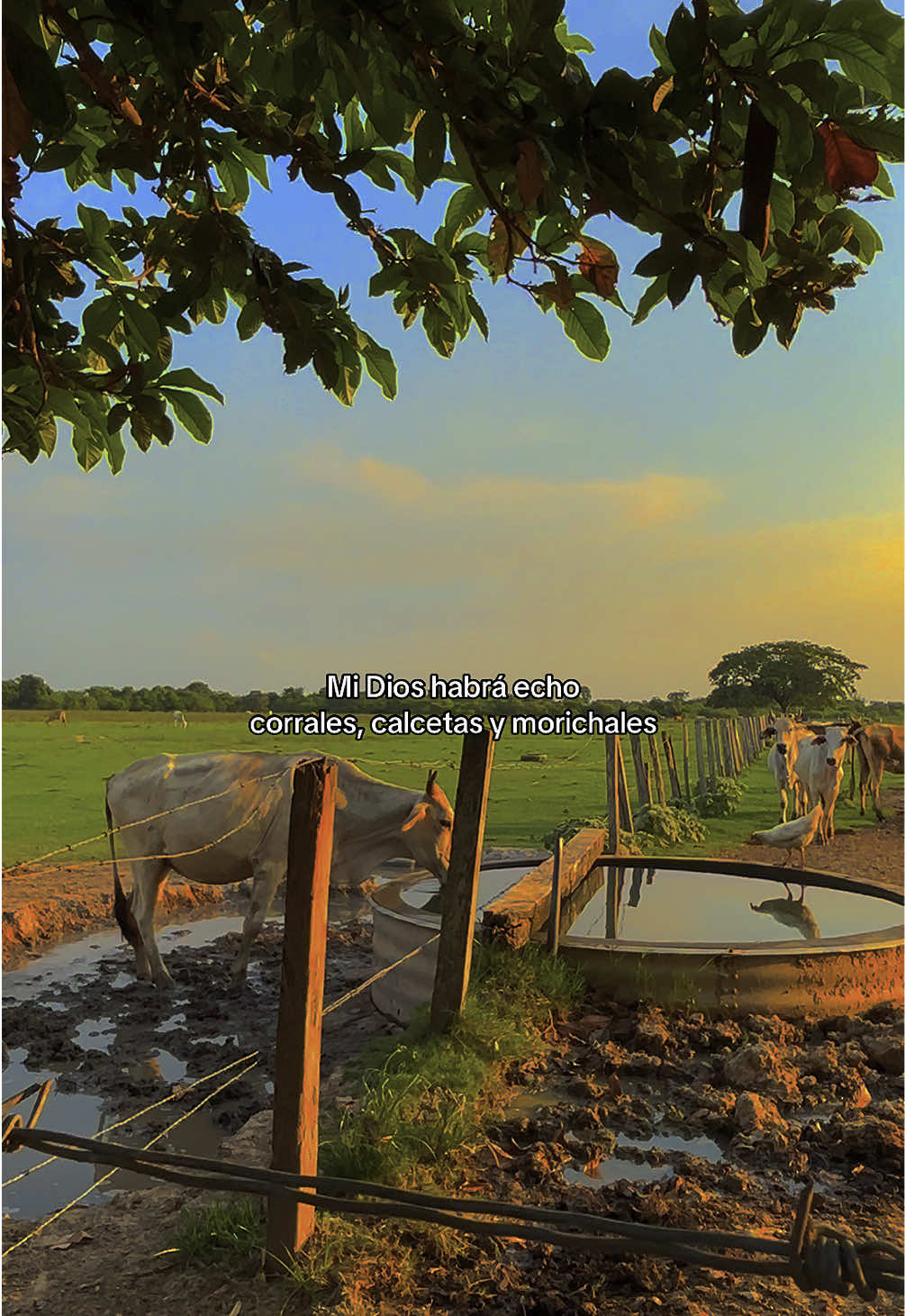 #paratiiiiiiiiiiiiiiiiiiiiiiiiiiiiiii #fyp #colombia #venezuela #llanera #musicallanera #llanovenezolano #paraestados #agropecuaria #llano #llanerasvenezolanas #miguelitodiaz #videosparaestados 
