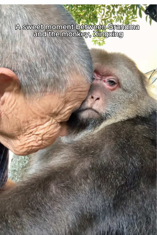 Seventeen years ago, an elderly woman took in a little monkey who had lost one of its arms. She named him Xingxing. From that day on, Xingxing became family.Every single day, Grandma made sure Xingxing had the best food first — always putting his needs before her own. She treated him not like a pet, but like a child. And Xingxing, in return, stayed by her side with deep affection and loyalty.Now, Grandma is 86 years old. Their bond is as strong as ever — a heartwarming reminder that love knows no species, only kindness.#monkey #Love #xingxing #grandma #animalsoftiktok #fyp